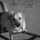 Hermes. El mensajero.
El perro más listo del mundo...según yo que soy su dueño claro.
Un gran compañero de viaje.
